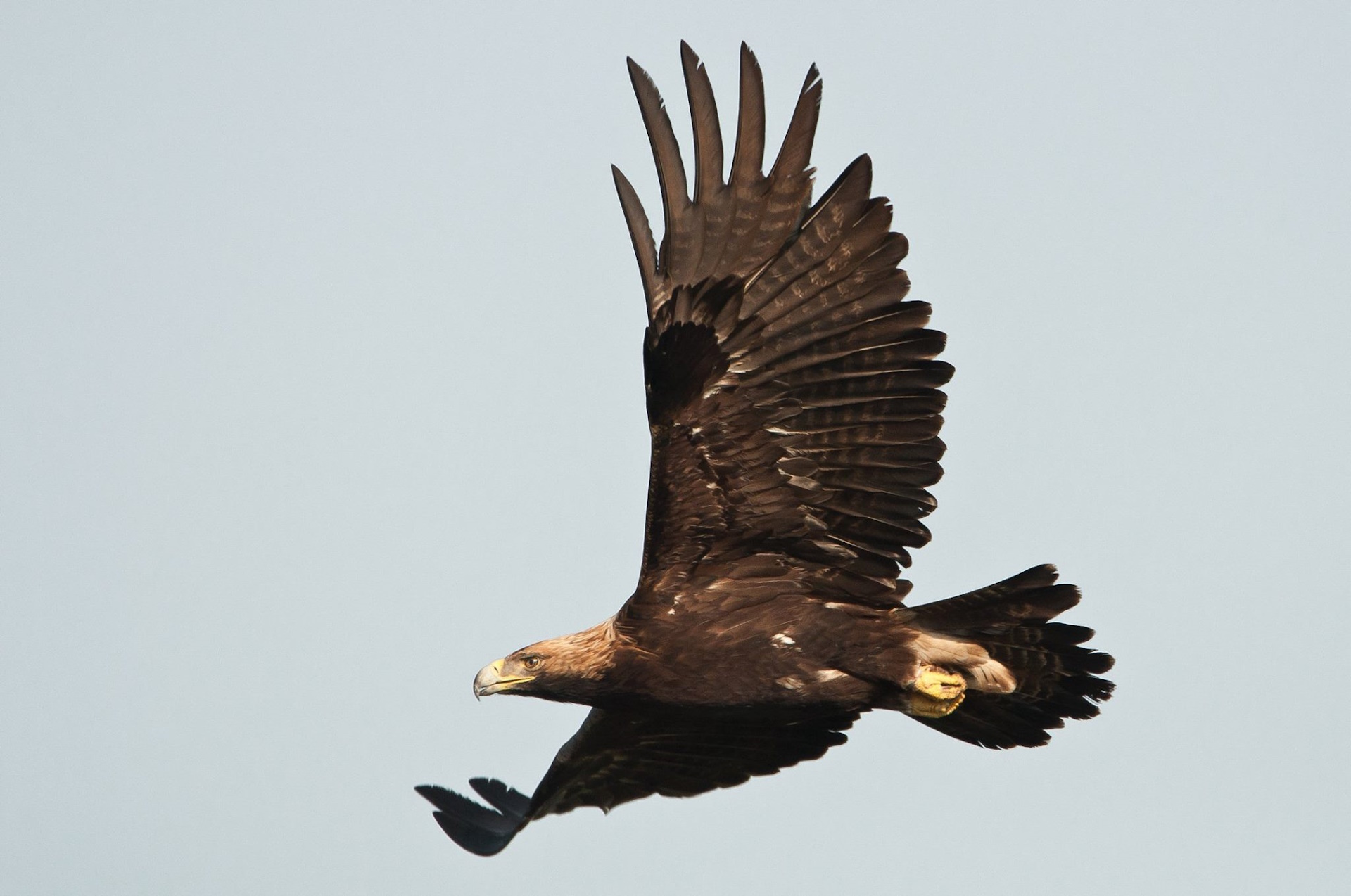 20. kép Parlagi sas.jpg